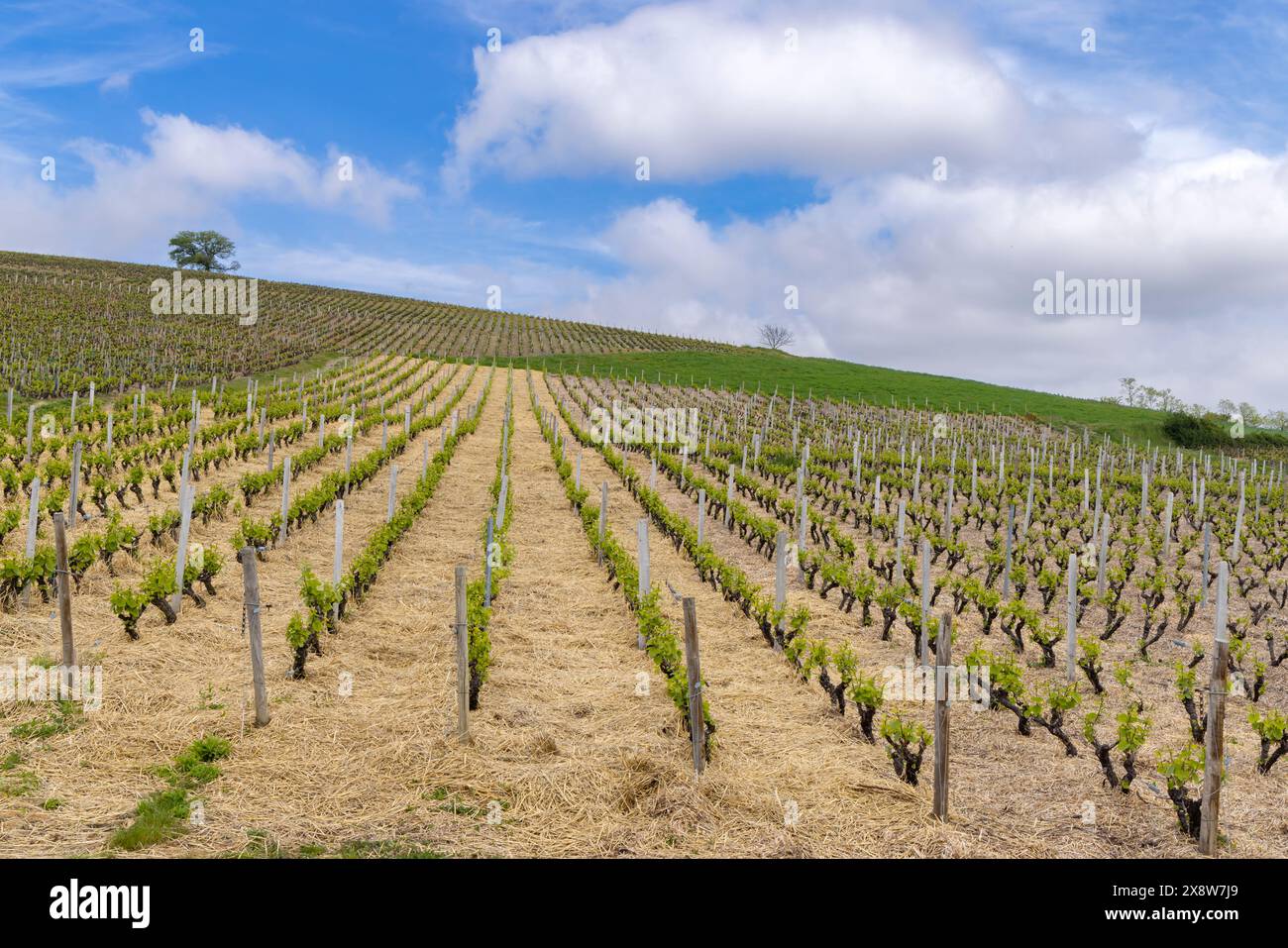 Spring vineyards near Julienas in Beaujolais, Burgundy, France Stock Photo