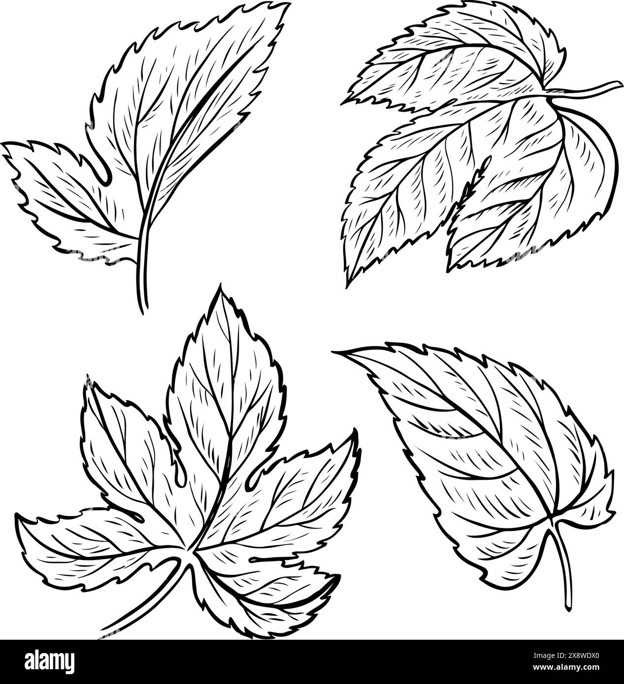 A set of leaves of the hop plant. Vector black and white hand-drawn illustration drawn by hand on a white background. Clip art design elements for pub Stock Vector