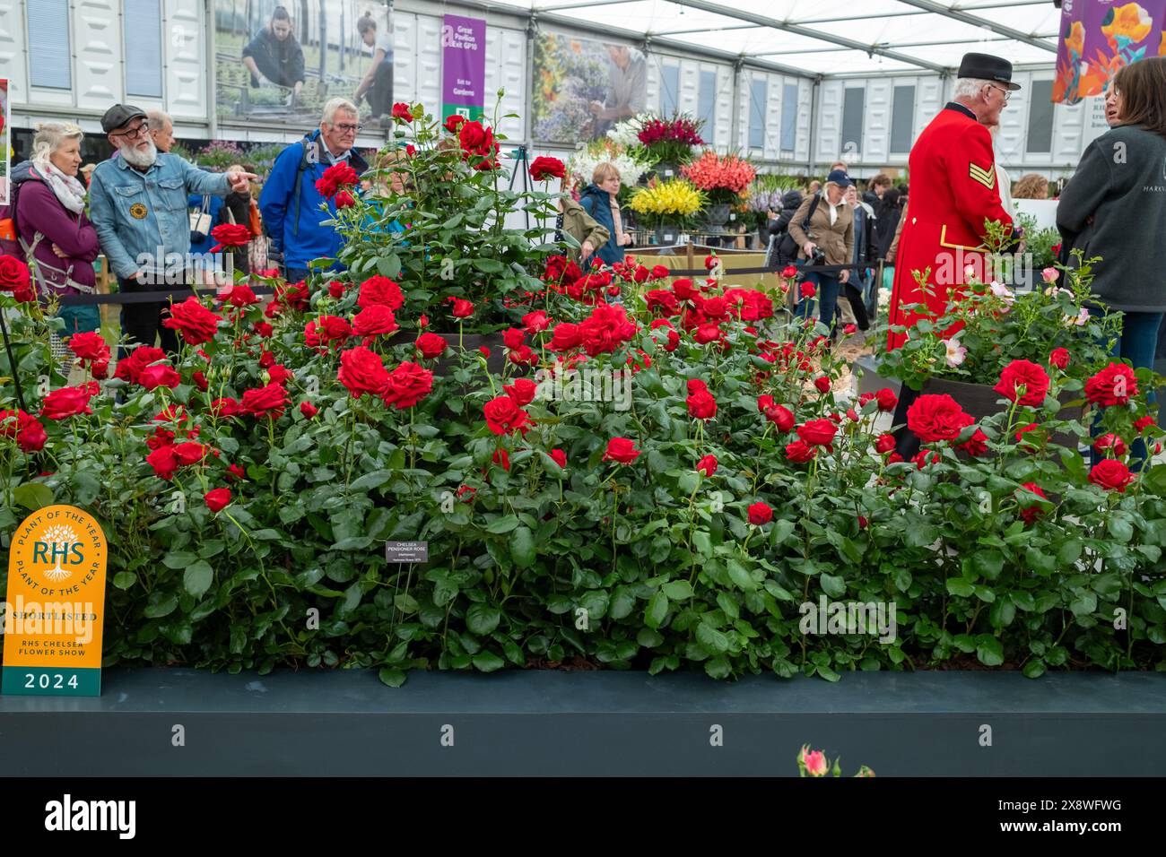 Red Roses Winning Award winning red roses on display at the 2024 RHS Chelsea flower show ...