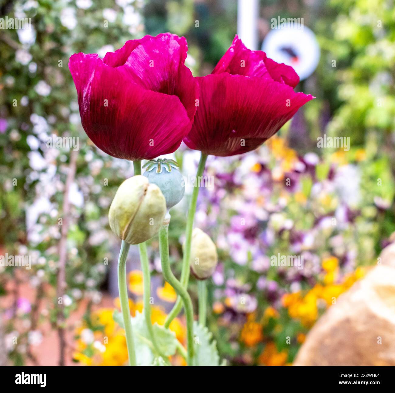 Poppy Rhs Close and selective focus on award winning magenta poppies on display ...
