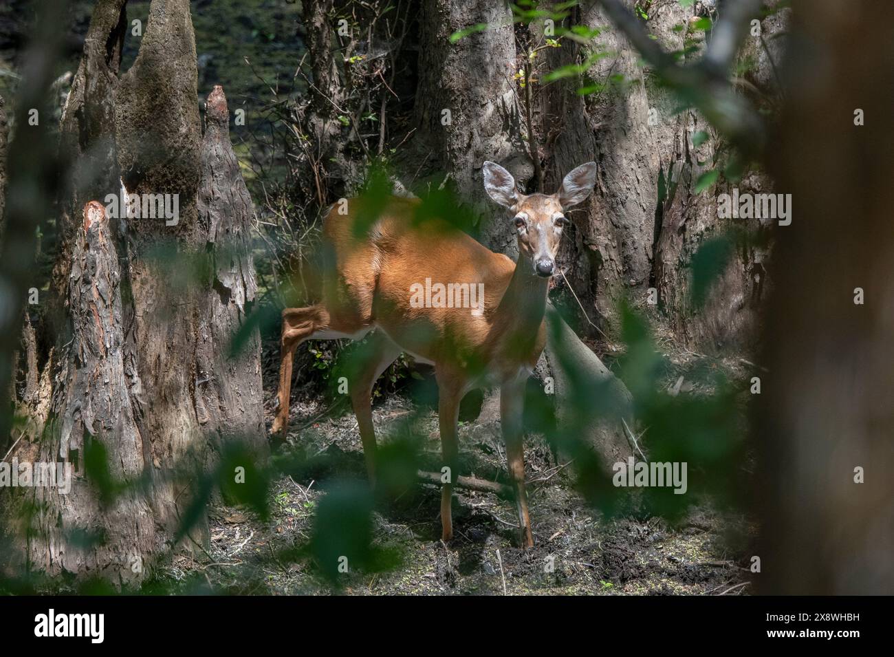 Whitetail doe deer in Florida Cypress swamp Stock Photo