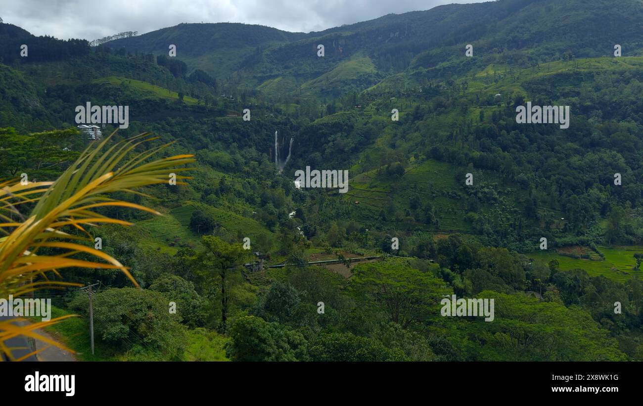 Wet tropics rainforests hi-res stock photography and images - Alamy