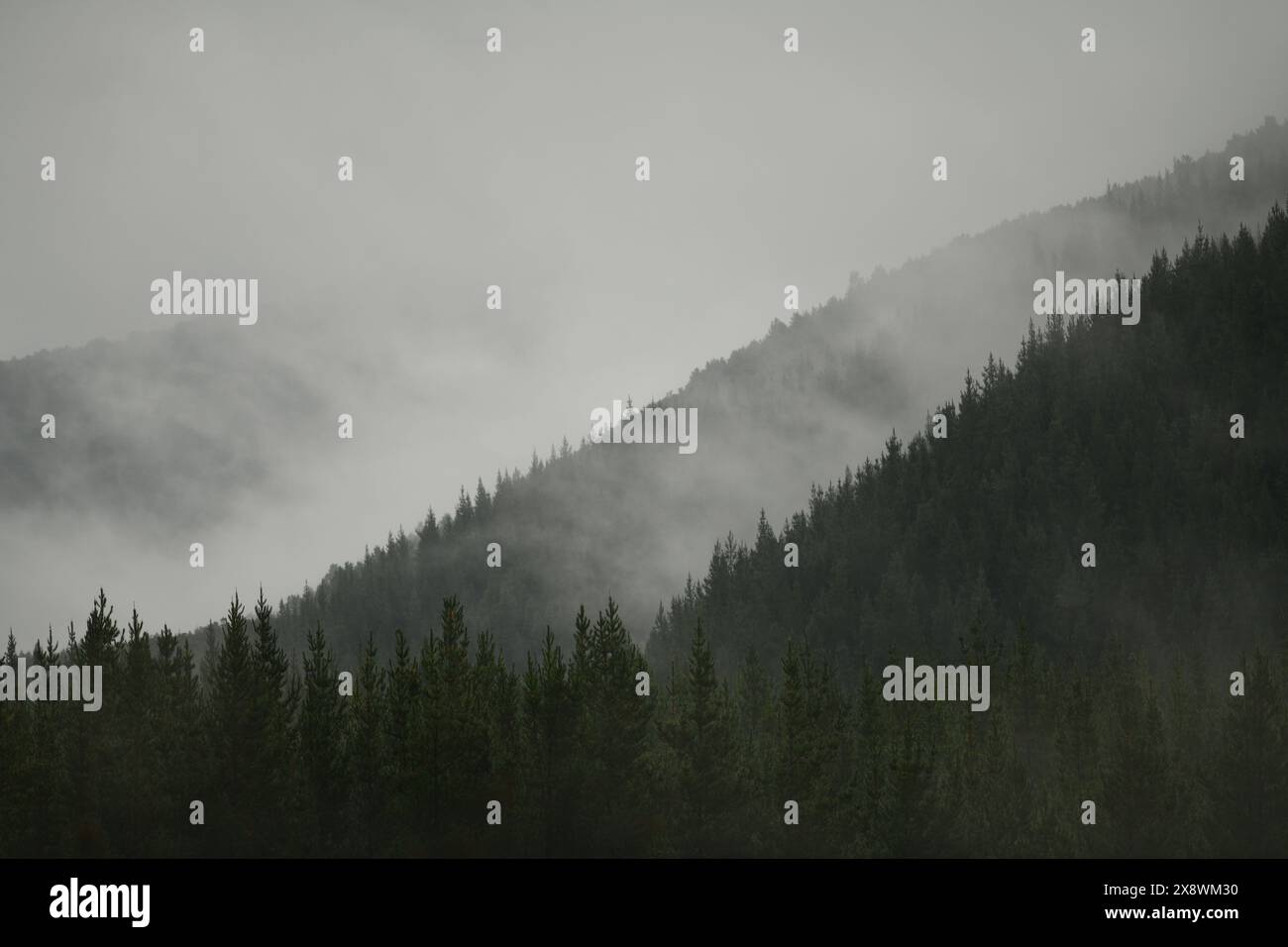 Mist rolls in over a pine plantation near St Arnaud in New Zealand Stock Photo