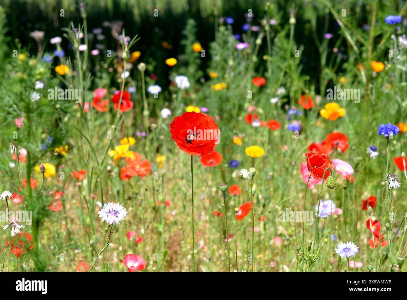 A photograph of a field with many different coloured spring flowers Stock Photo