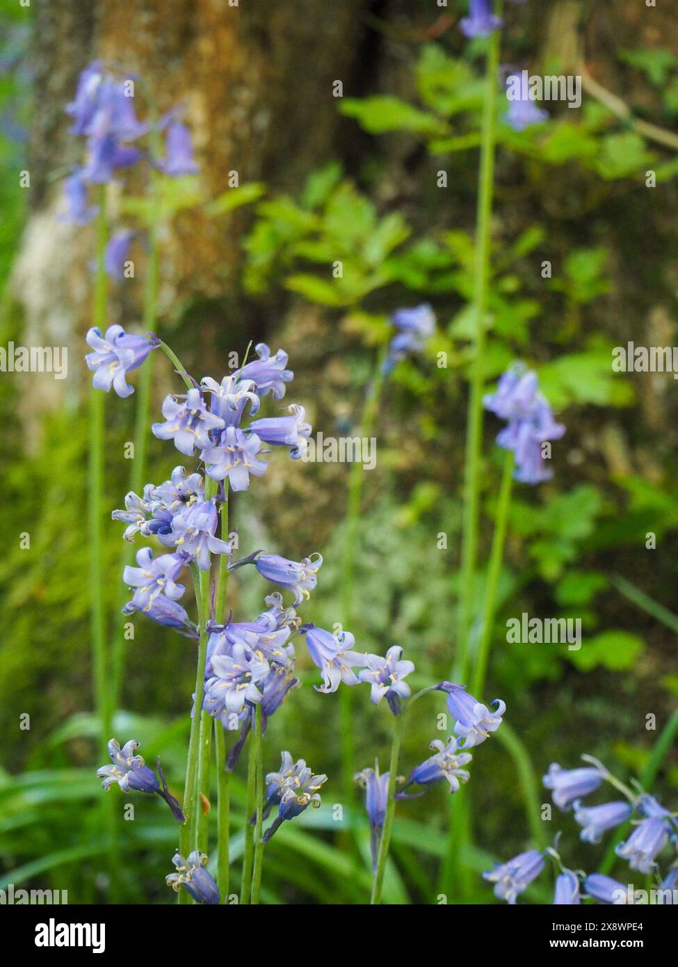 Bluebell Woods, Arger Fen, Essex, UK, England Stock Photo - Alamy