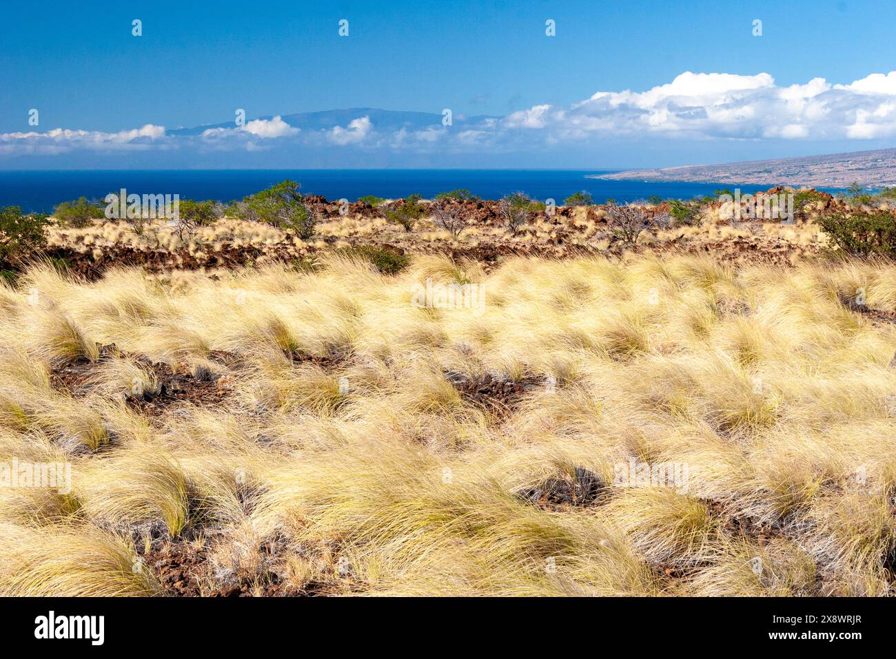 grazing lands of Parker Ranch and Haleakala of Maui in background, Big ...