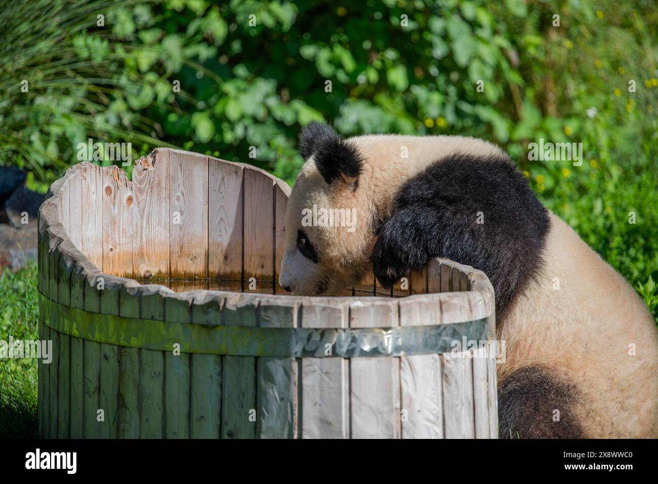 cheerful playing pandas on green lawn. Rare endangered animals