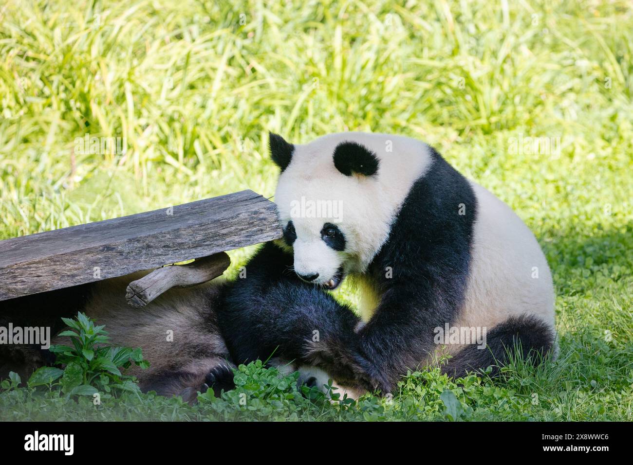 cheerful playing pandas on green lawn. Rare endangered animals