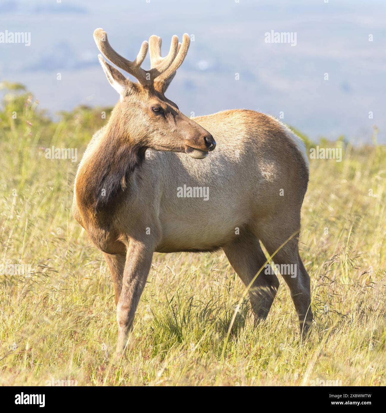 Tule Elk Buck at Tomales Point, Point Reyes National Seashore, Marin County, California, USA. Stock Photo