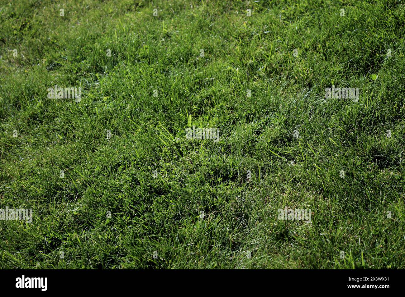 Lawn field greenery grass hi-res stock photography and images - Alamy