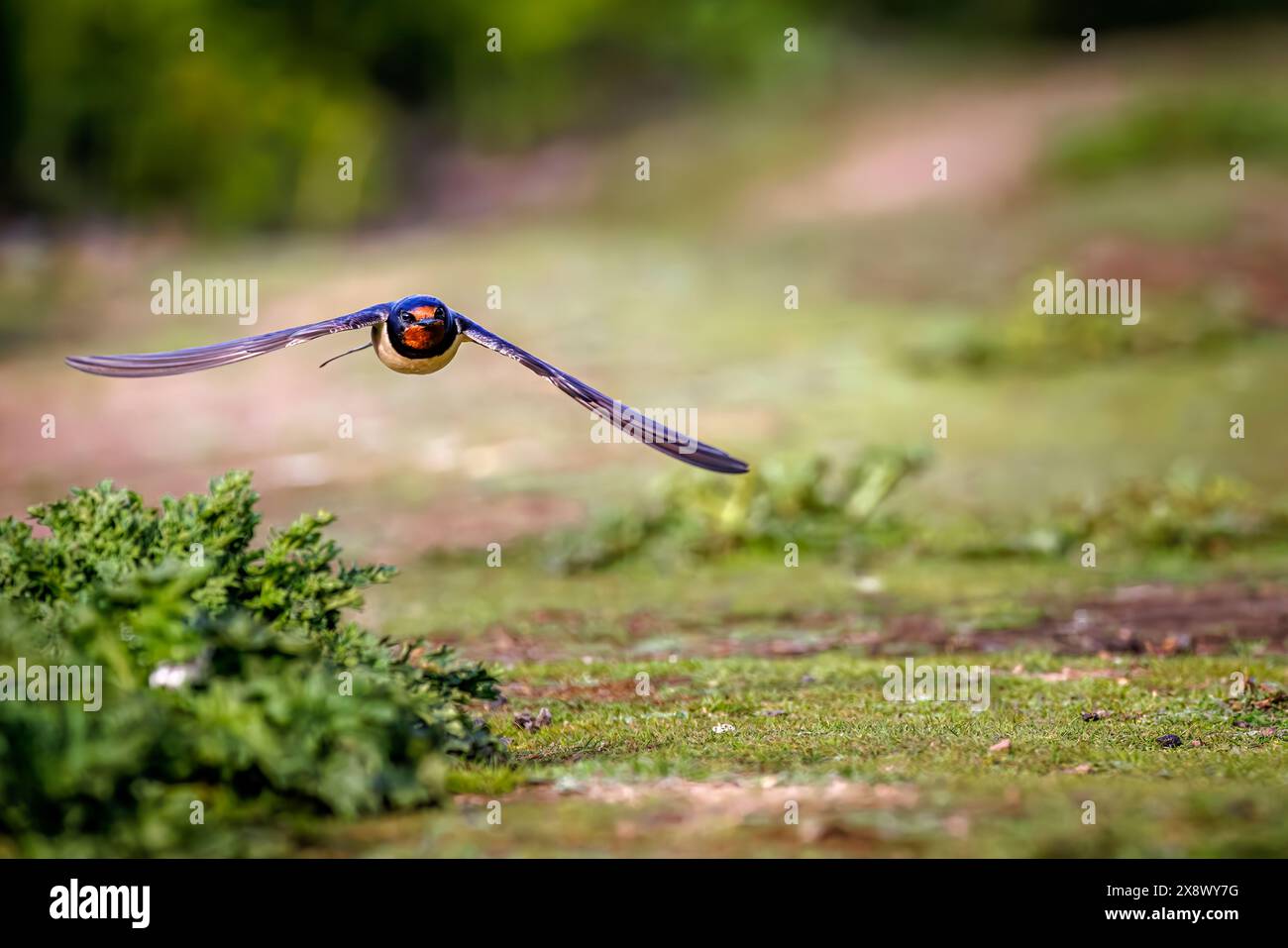 A swallow (Hirundo rustica) in flight in Skomer, an island off the Pembrokeshire coast of Wales, UK, famous for its wildlife Stock Photo