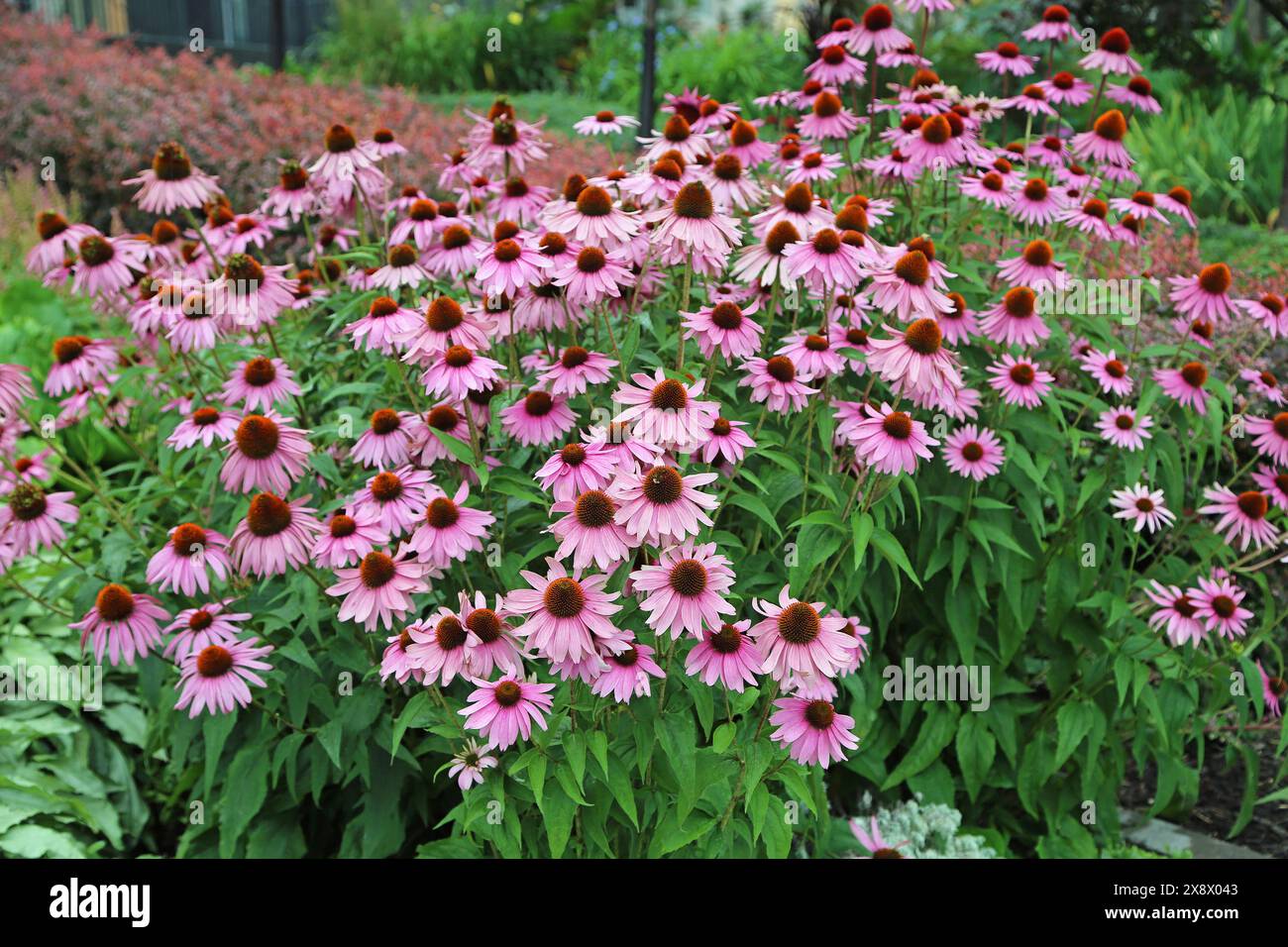 Semi Di Echinacea Misti - Fiori Perenni Colorati Per Giardino O Balcone, Facili Da Coltivare - Foto 2