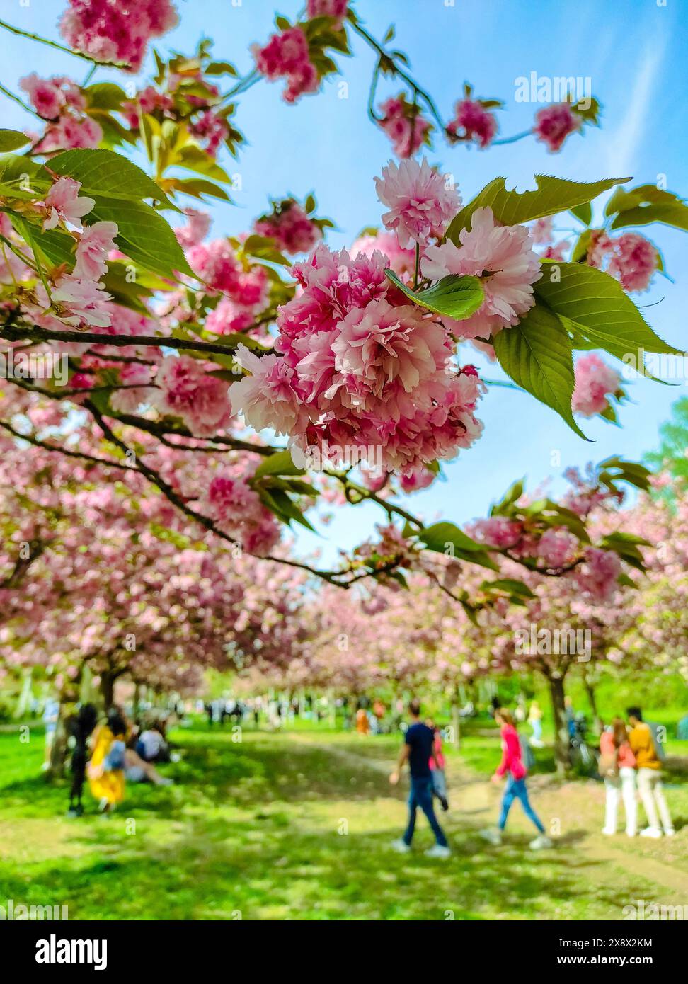 TV Asahi Cherry blossom avenue in Berlin, Germany. Part of former Berlin Wall strip between the