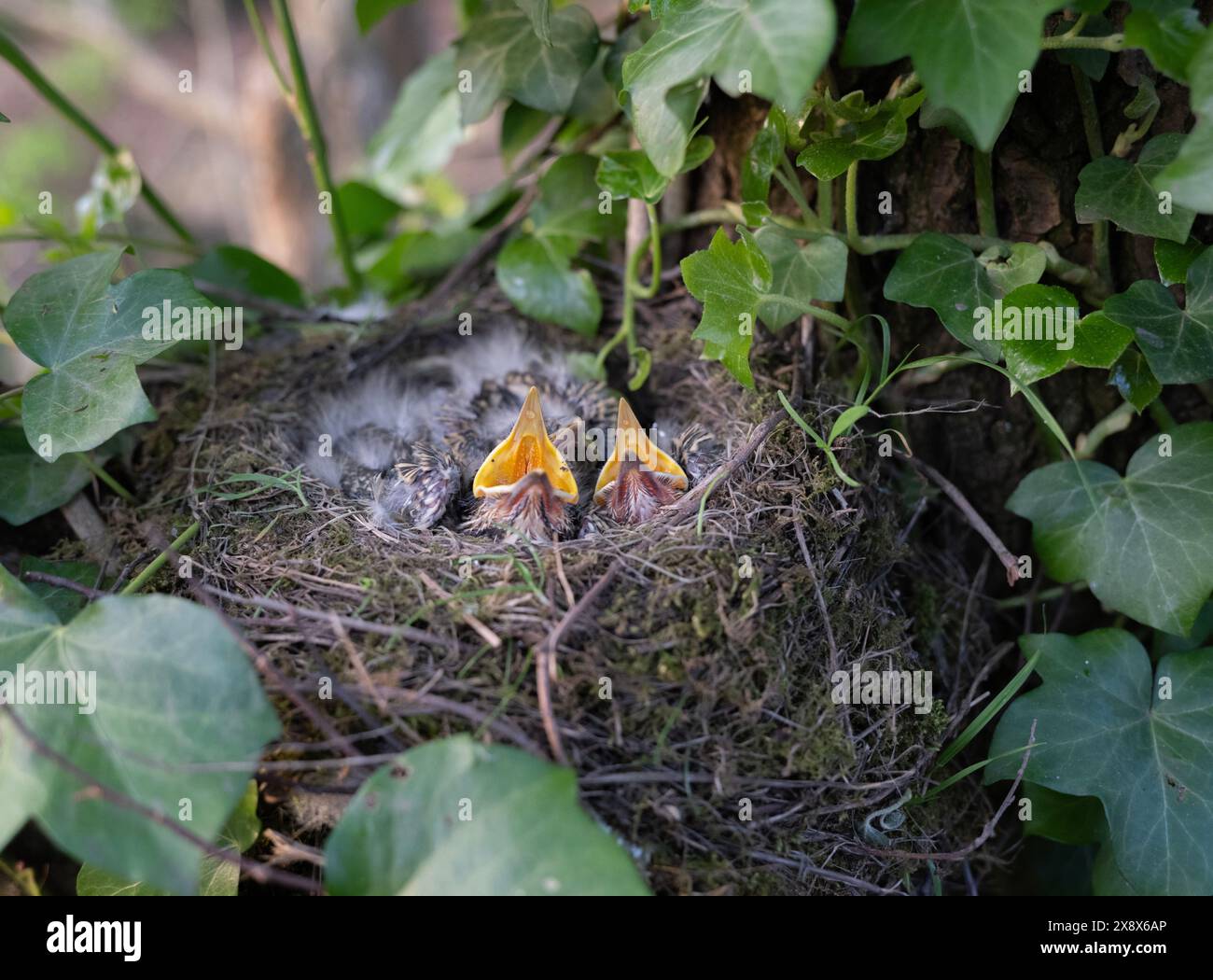 Mistle Thrush nest, Turdus viscivorus, nest with four chicks in tree with ivy, altricial, London, United Kingdom Stock Photo