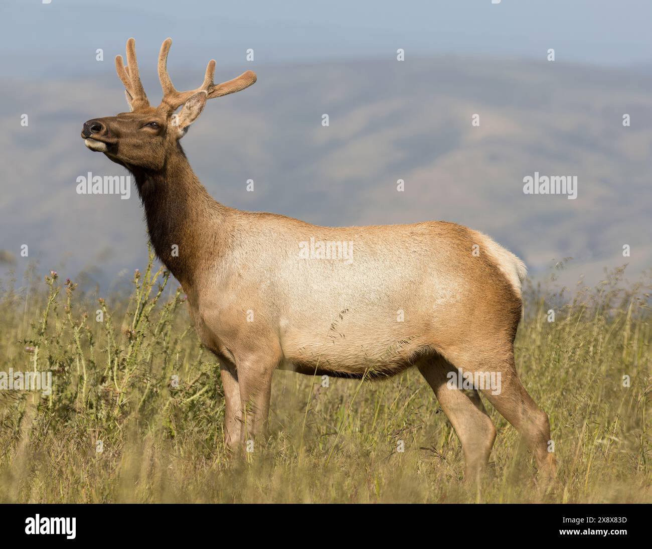 Closeup point reyes elk hi-res stock photography and images - Alamy
