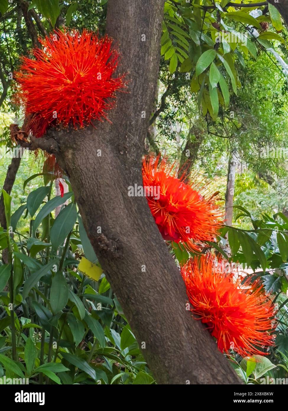 An exotic flowring plant at the Botanical Gardens in Medellin, Colombia Stock Photo