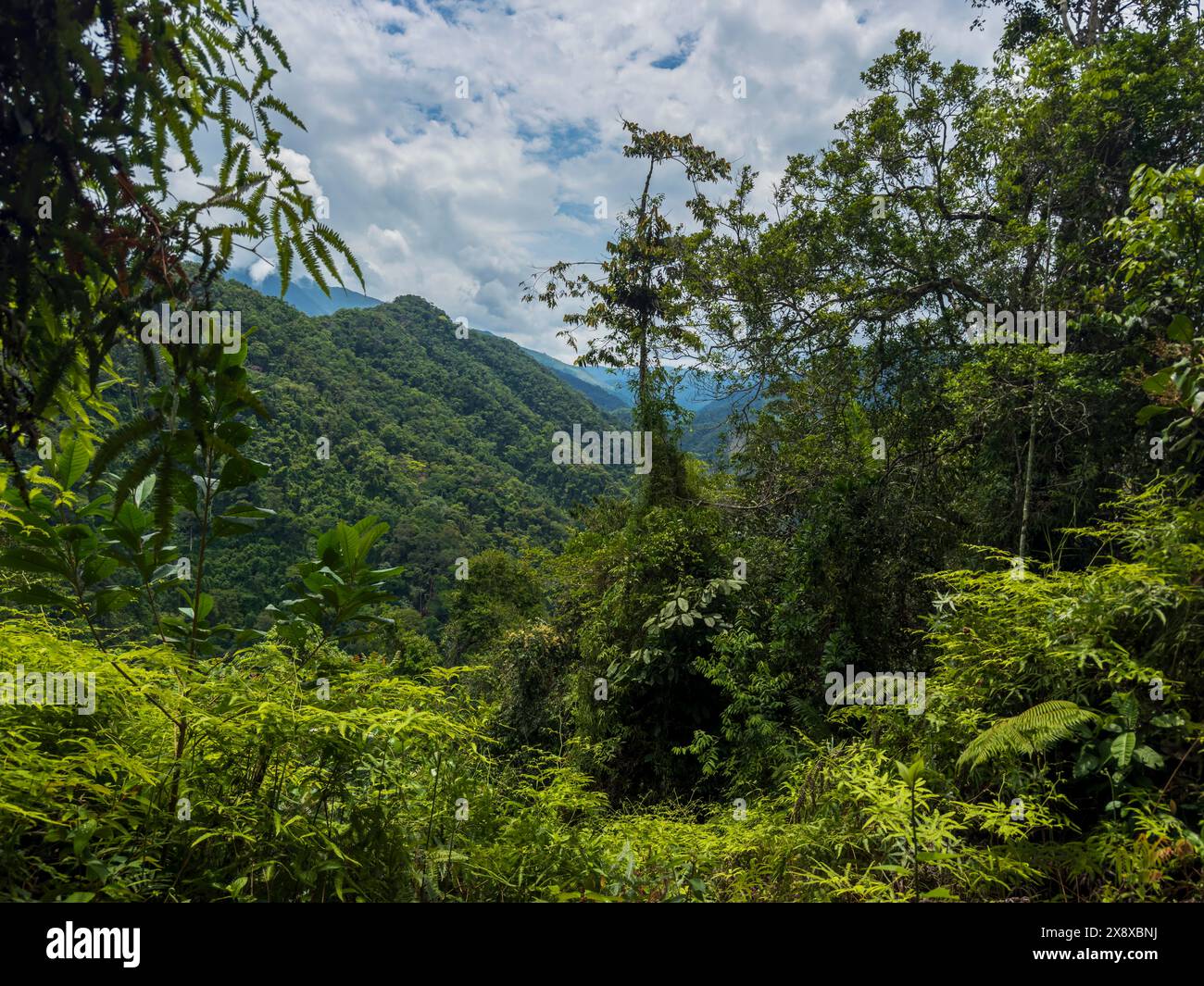 Heading down to the Rio Verde to go rafting in a remote part of the Colombian rain forest not far from Medellin - Colombia Stock Photo