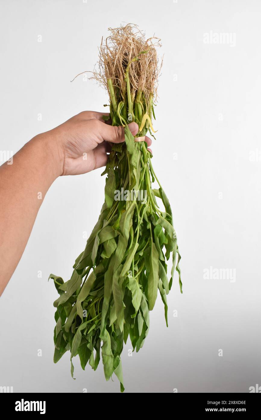 Hand holding Fresh water spinach isolated on white background Stock ...