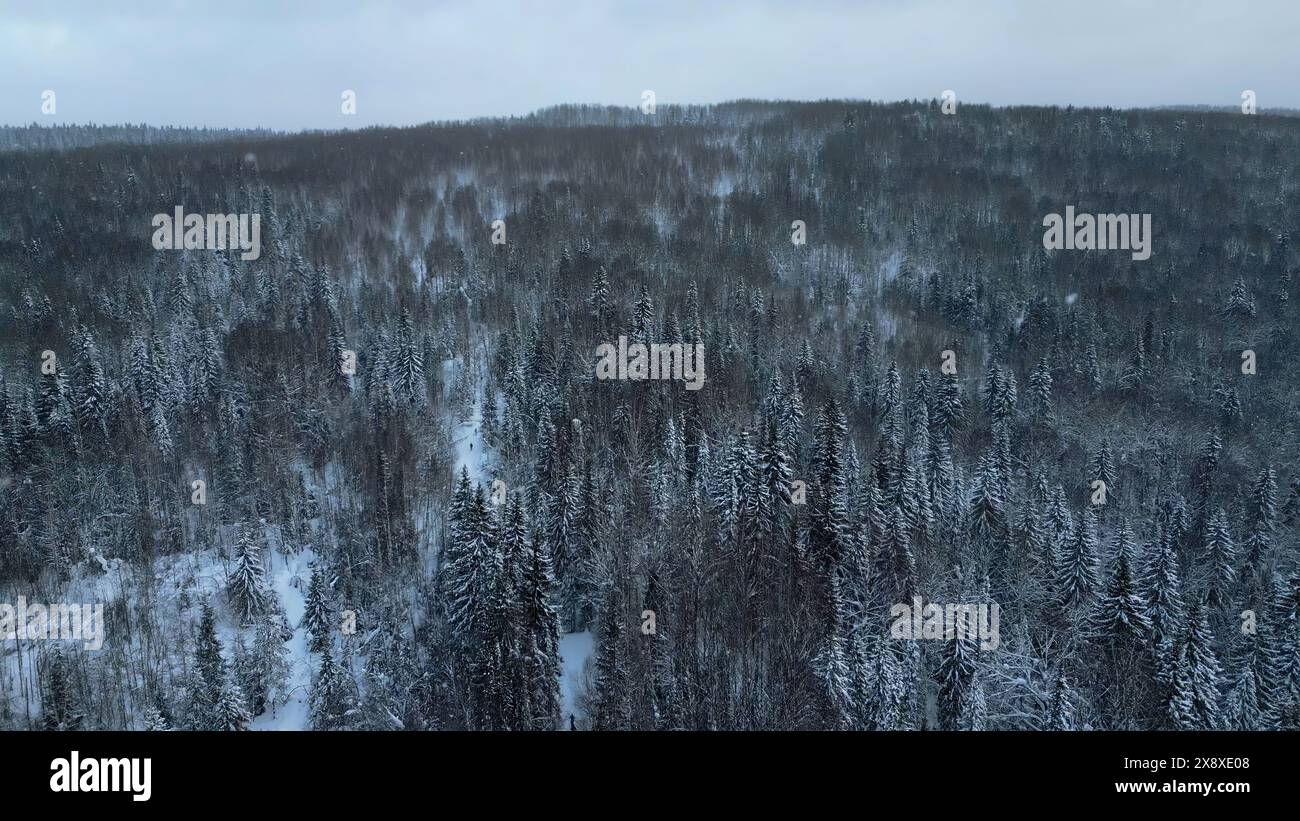 Slow motion aerial view of snowy trees in beautiful winter forest. Clip. Winter landscape in frozen mountains nature. Stock Photo