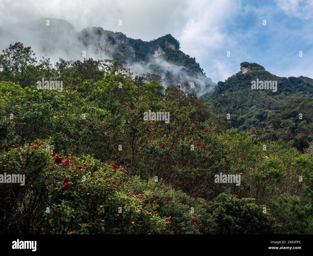 High altitude forest grows at 10,500 feet in the Colombian Andes below Nevado del Ruiz - Colombia Stock Photo