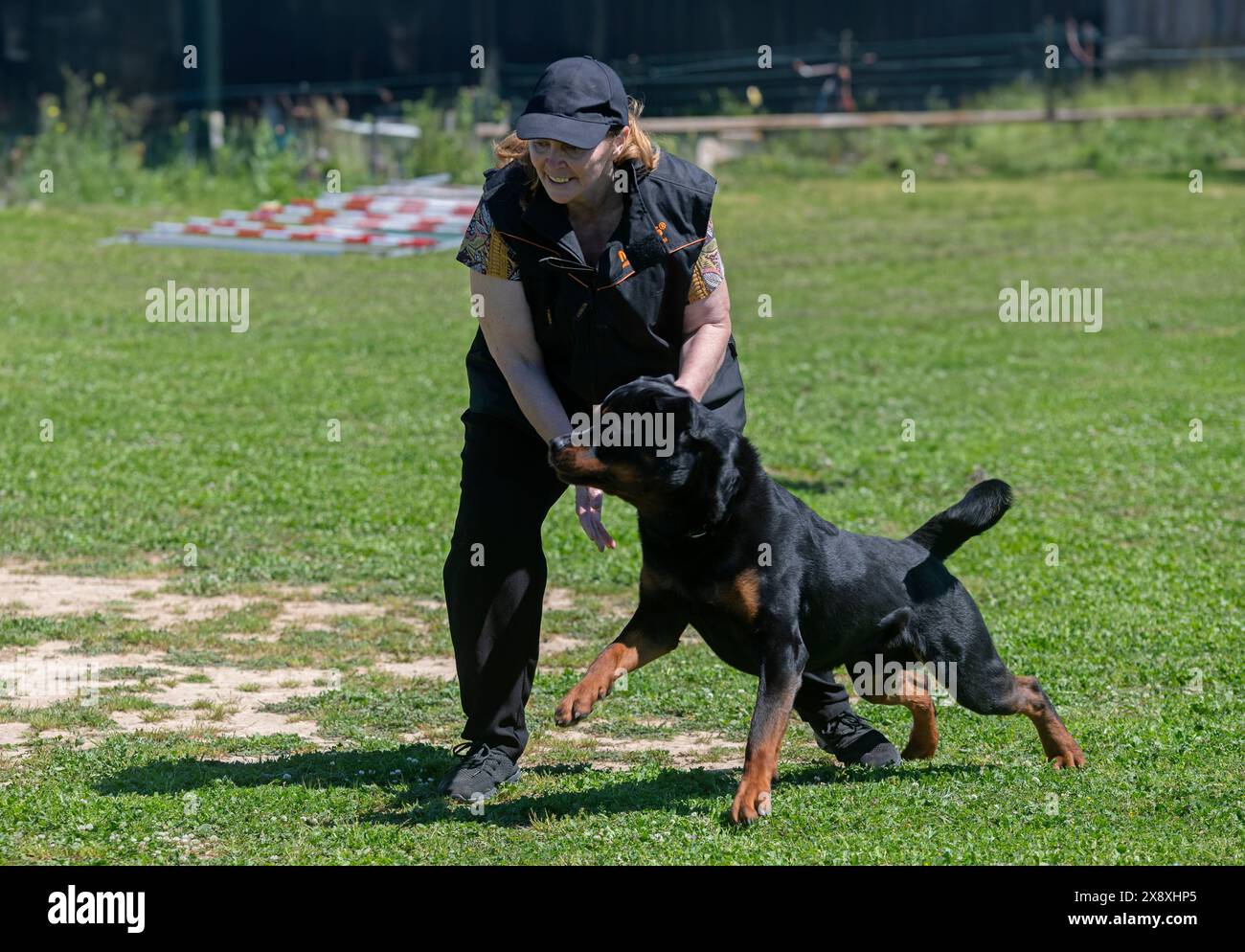 dog training for obedience discipline with a rottweiler Stock Photo - Alamy