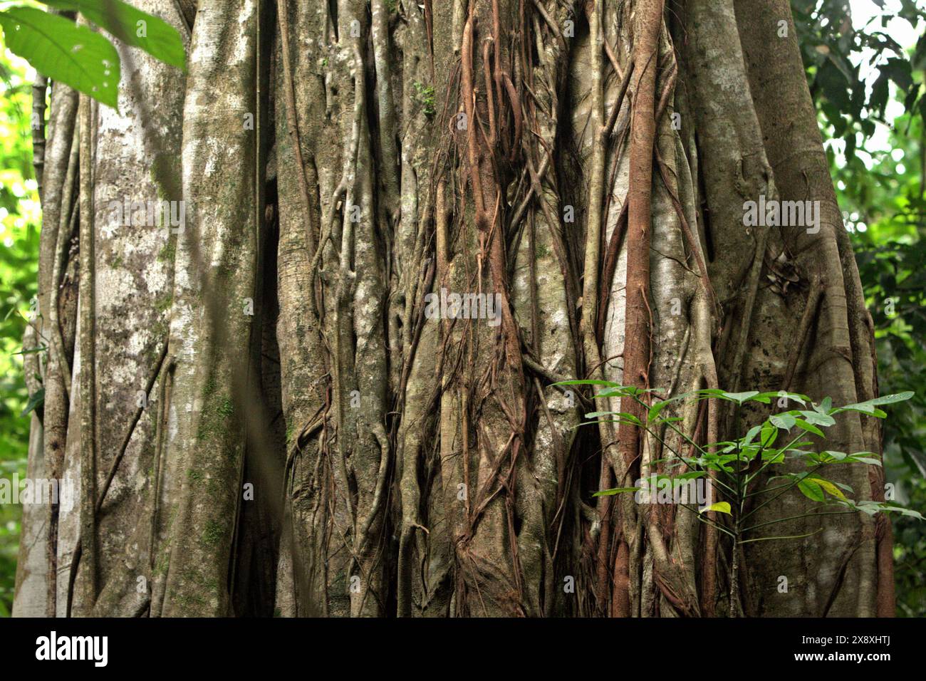 Aerial roots of a strangler fig in Tangkoko Nature Reserve, North Sulawesi, Indonesia. Stock Photo