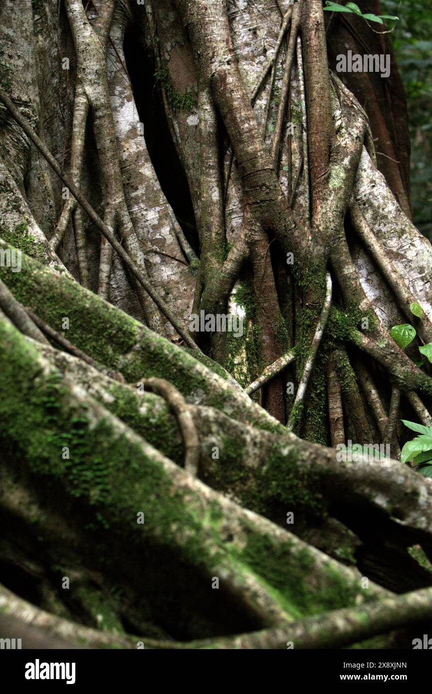 Roots at the base of a strangler fig in Tangkoko Nature Reserve, North Sulawesi, Indonesia. Stock Photo