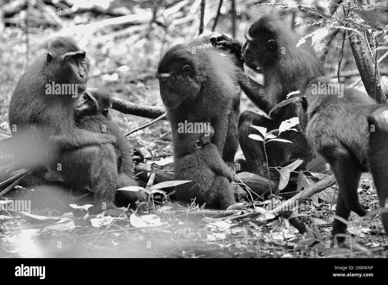 A group of Sulawesi black-crested macaque (Macaca nigra) in Tangkoko Nature Reserve, North Sulawesi, Indonesia. Stock Photo