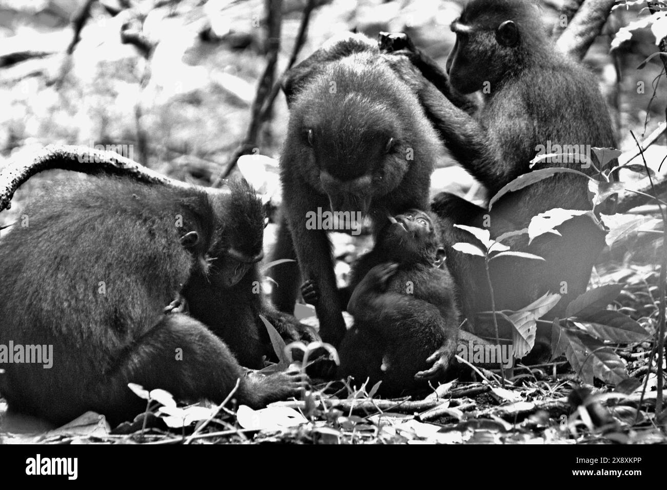 A group of Sulawesi black-crested macaque (Macaca nigra) in Tangkoko Nature Reserve, North Sulawesi, Indonesia. Stock Photo