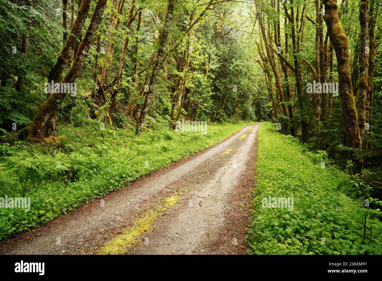 Sloan Creek Road running through forest, Forest Service Road 49, Darrington, Washington Cascades, Snohomish County, Washington State, USA Stock Photo