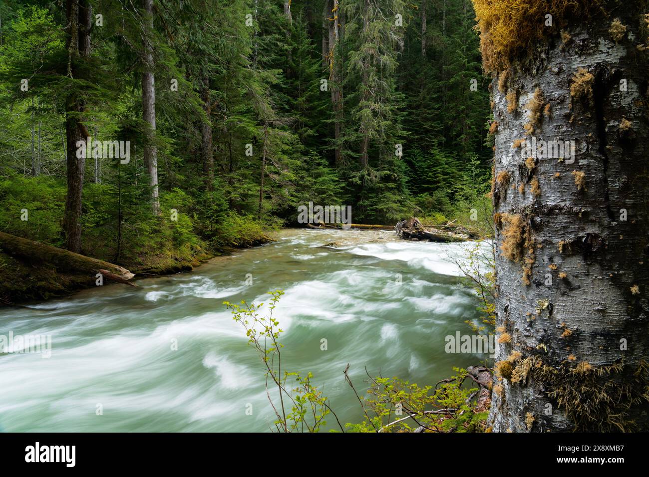 North Fork Sauk River running through forest, Glacier Peak Wilderness ...