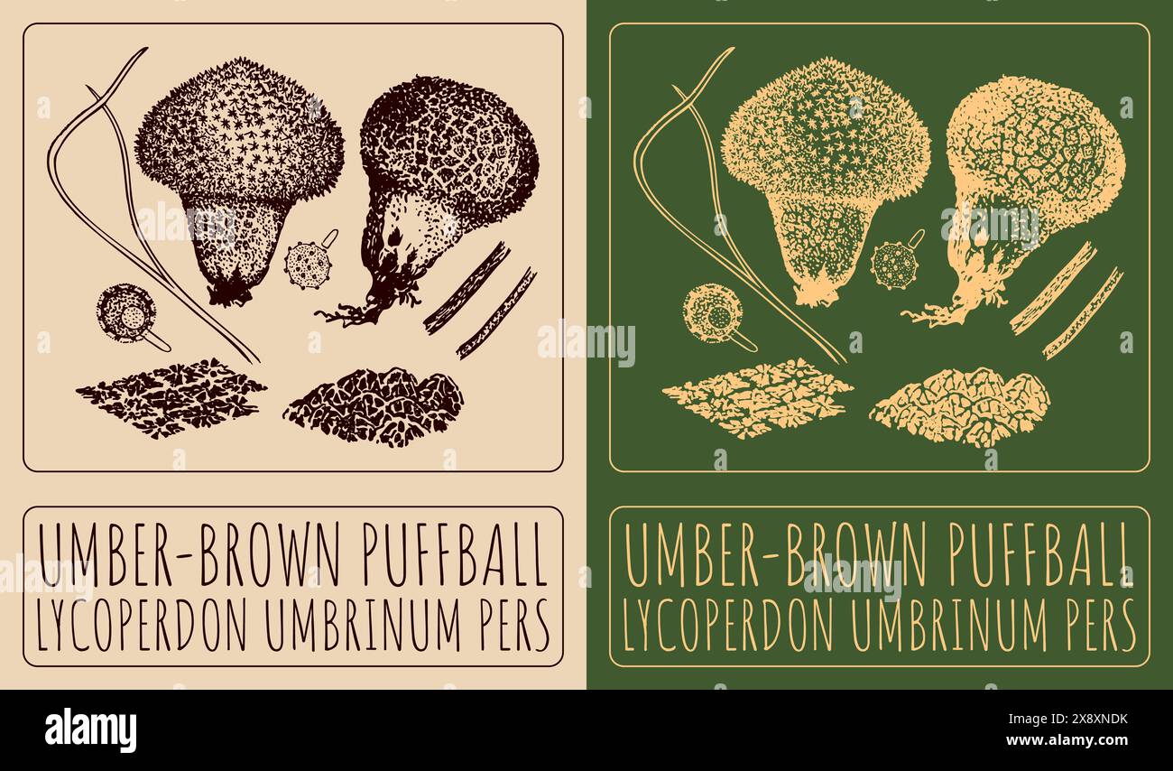 Vector drawing UMBER-BROWN PUFFBALL. Hand drawn illustration. The Latin name is LYCOPERDON UMBRINUM PERS Stock Vector