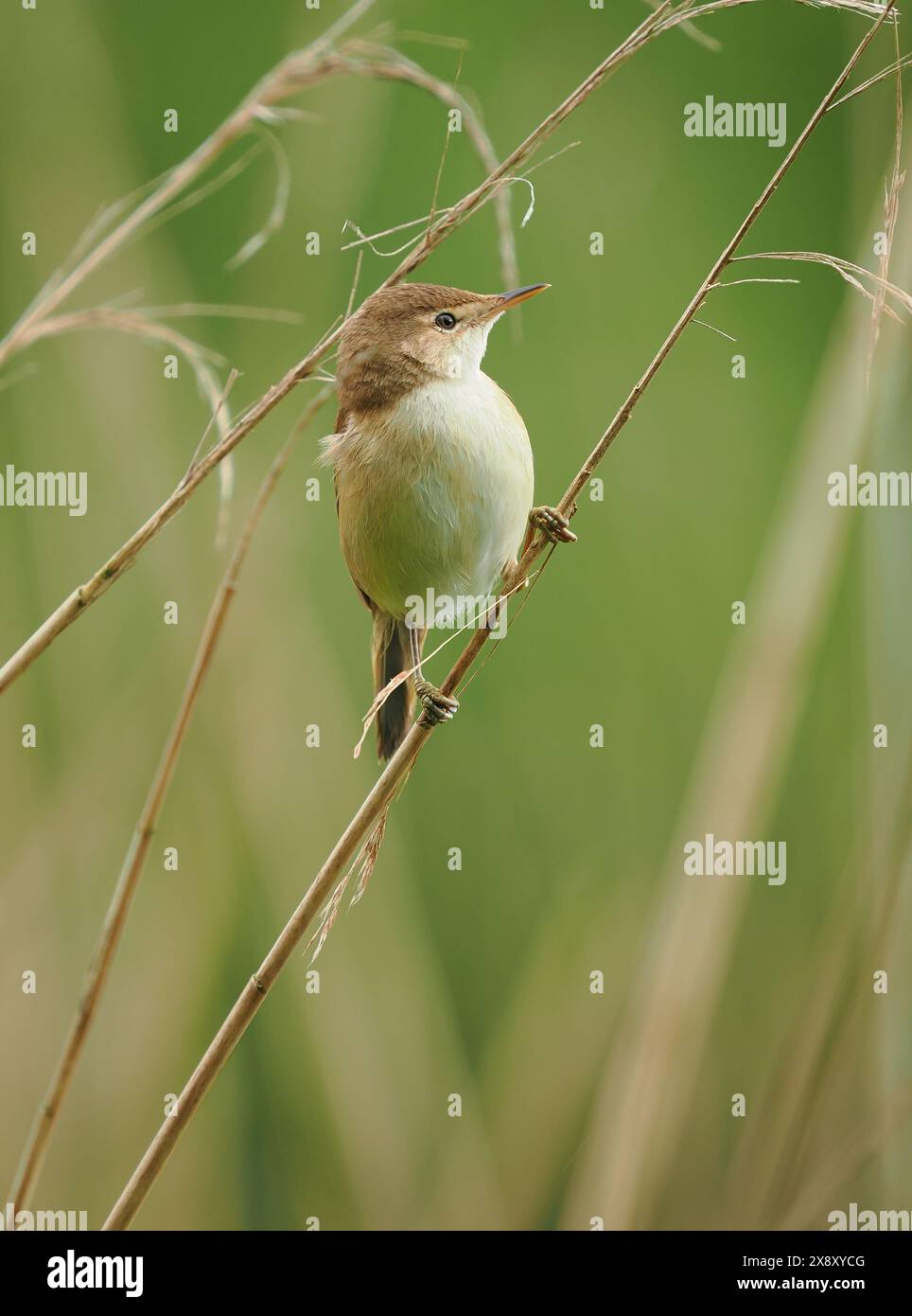 The local reed warblers are still collecting nest material, but some are possibly already on eggs. Stock Photo