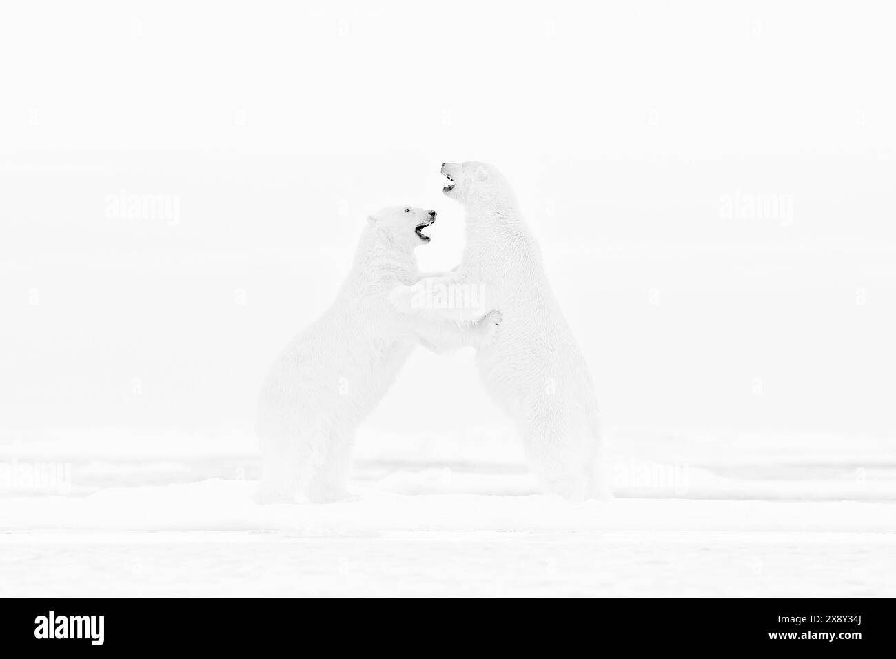 Art nature fight dance. Black and white art photo of two polar bears fighting on drifting ice in Arctic Svalbard. Animal fight in white snow, wildlife Stock Photo