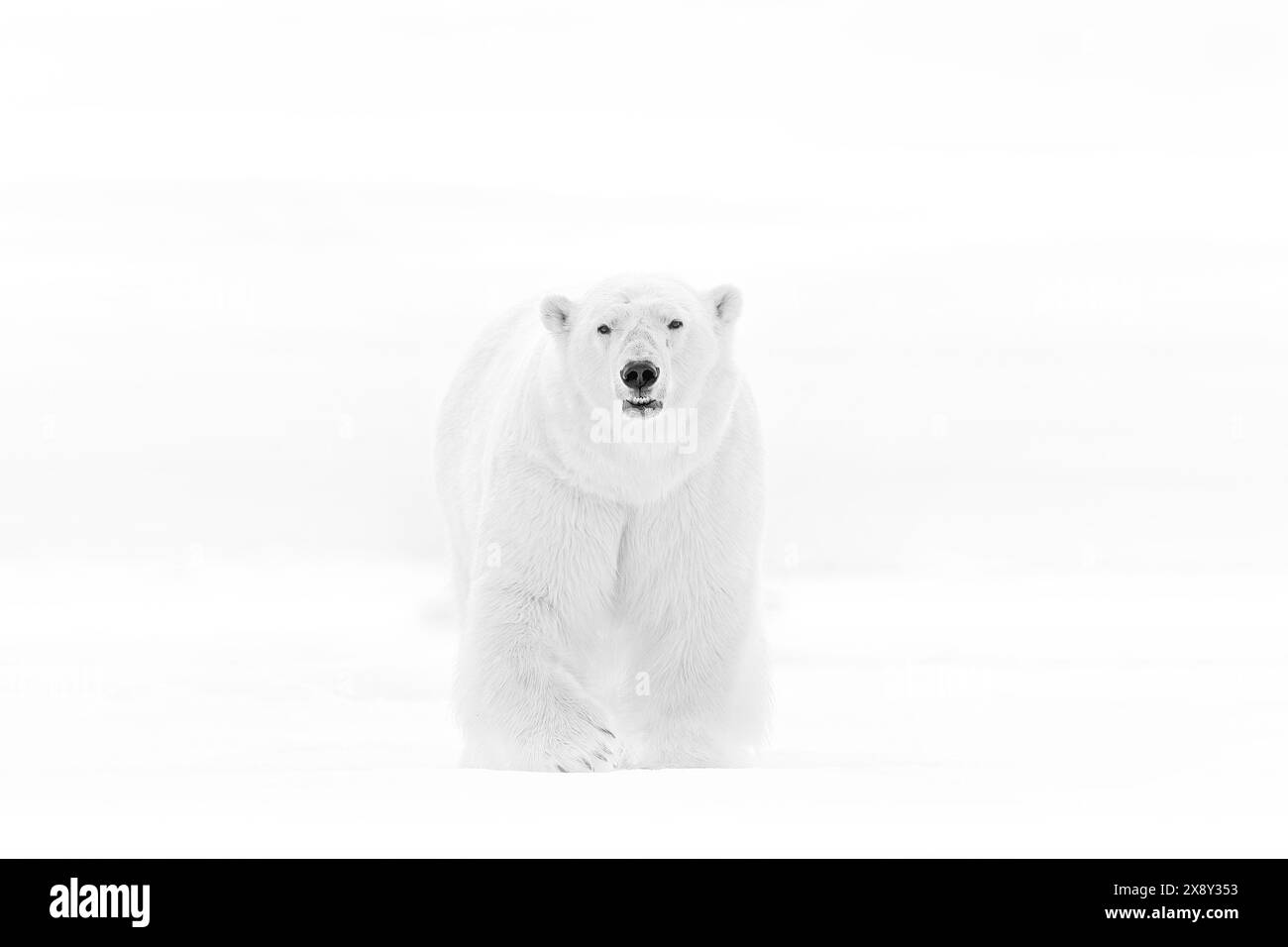 Art wildllife. Black and white art photo of two polar bears fighting on drifting ice in Arctic Svalbard. Animal fight in white snow. Stock Photo
