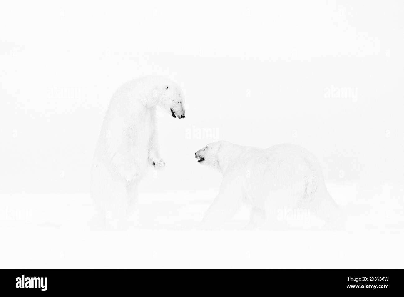 Art wildllife. Black and white art photo of two polar bears fighting on drifting ice in Arctic Svalbard. Animal fight in white snow. Stock Photo