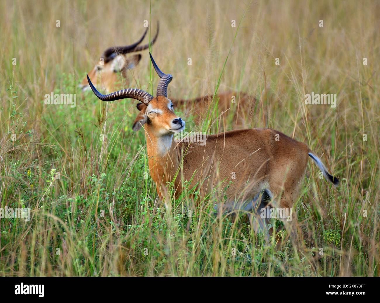 Kobus kob hi-res stock photography and images - Alamy