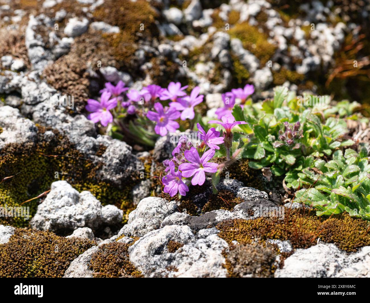 Plants of the alpine Erinus alpinus growing and flowering on tufa rock ...