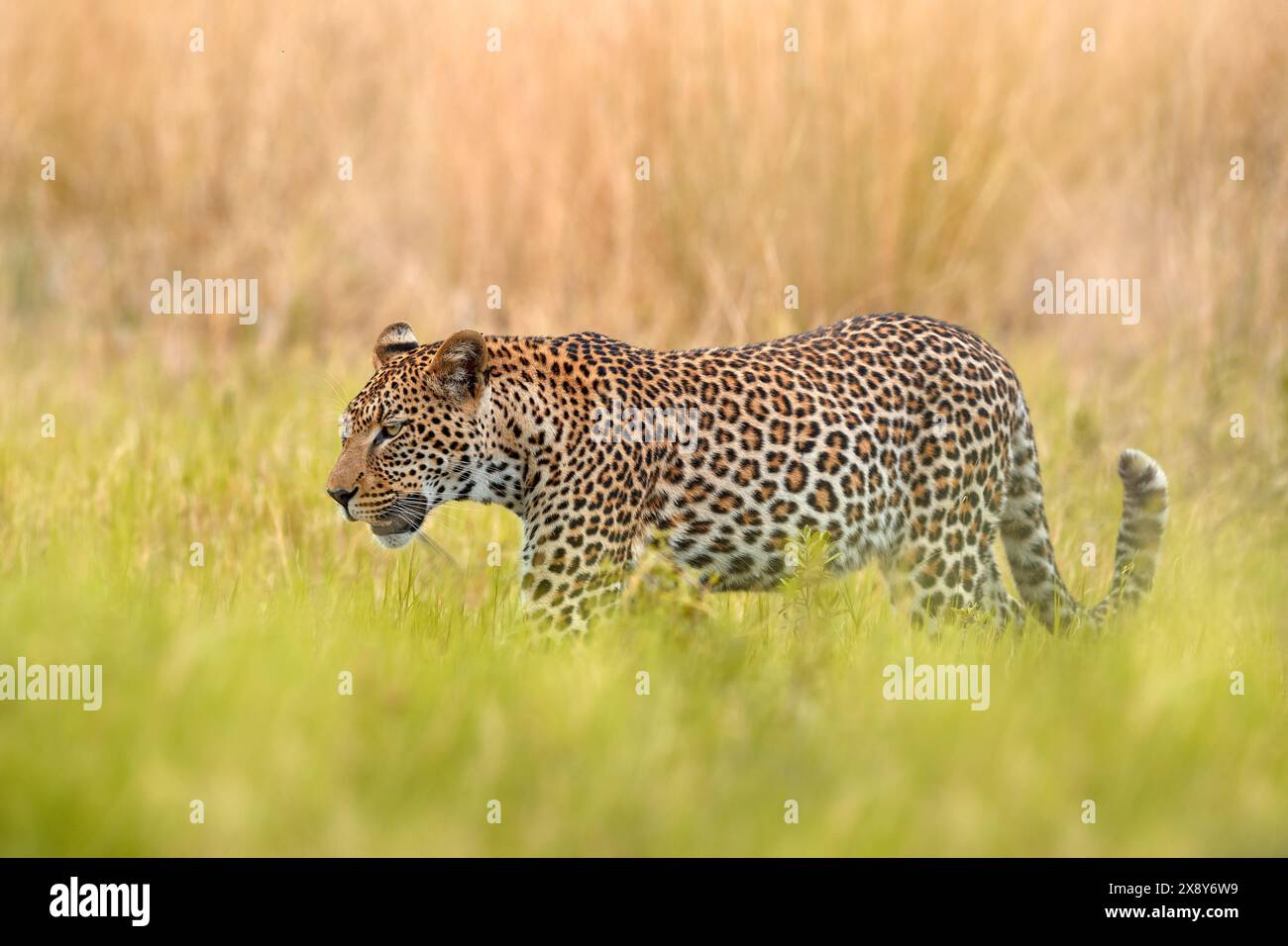 Leopard cat, hidden nice orange grass. Leopard cub with mother walk ...
