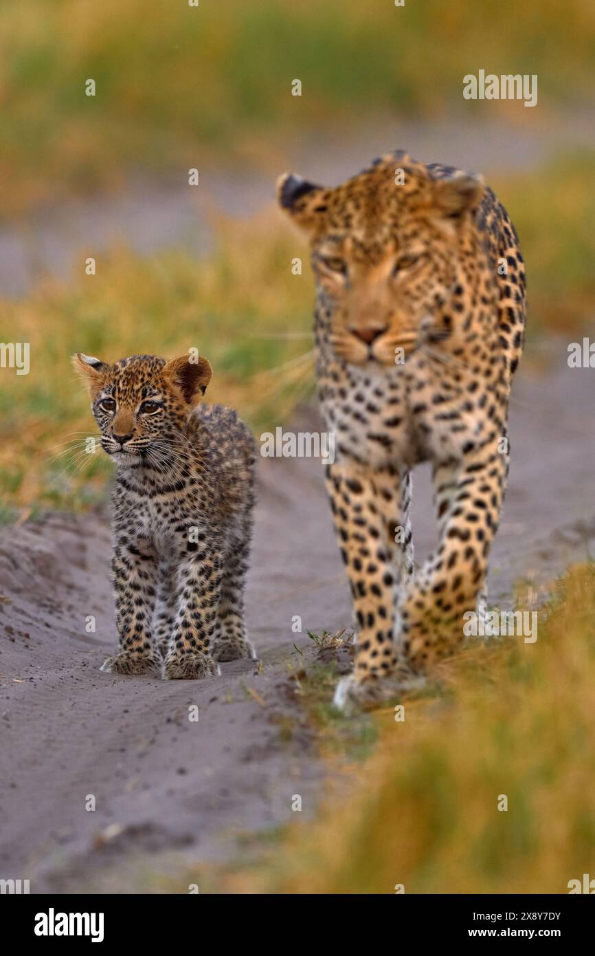 Leopard kitten baby, hidden nice orange grass. Leopard cub with mother ...