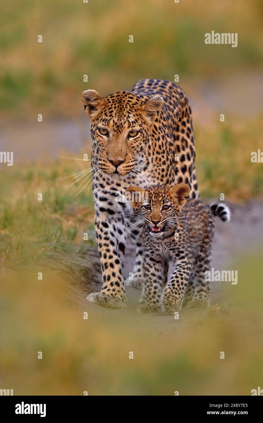 Leopard kitten baby, hidden nice orange grass. Leopard cub with mother ...