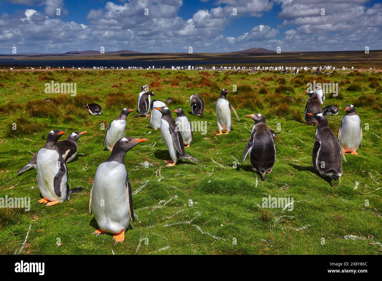 Bird nesting behaviour. Group of penguins in the green grass. Gentoo