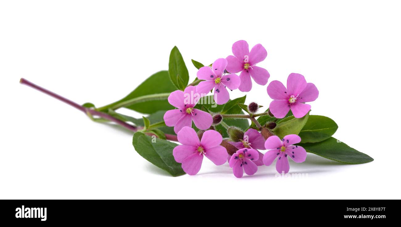 Soapwort  isolated on white background Stock Photo