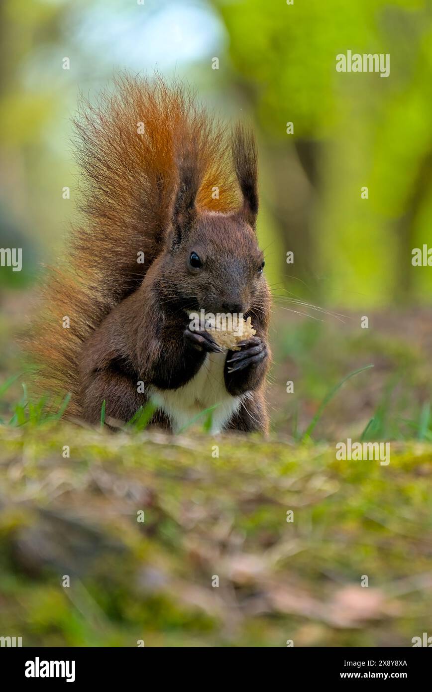 Close-up view of a brown squirrel nibbling on a piece of bread in its ...