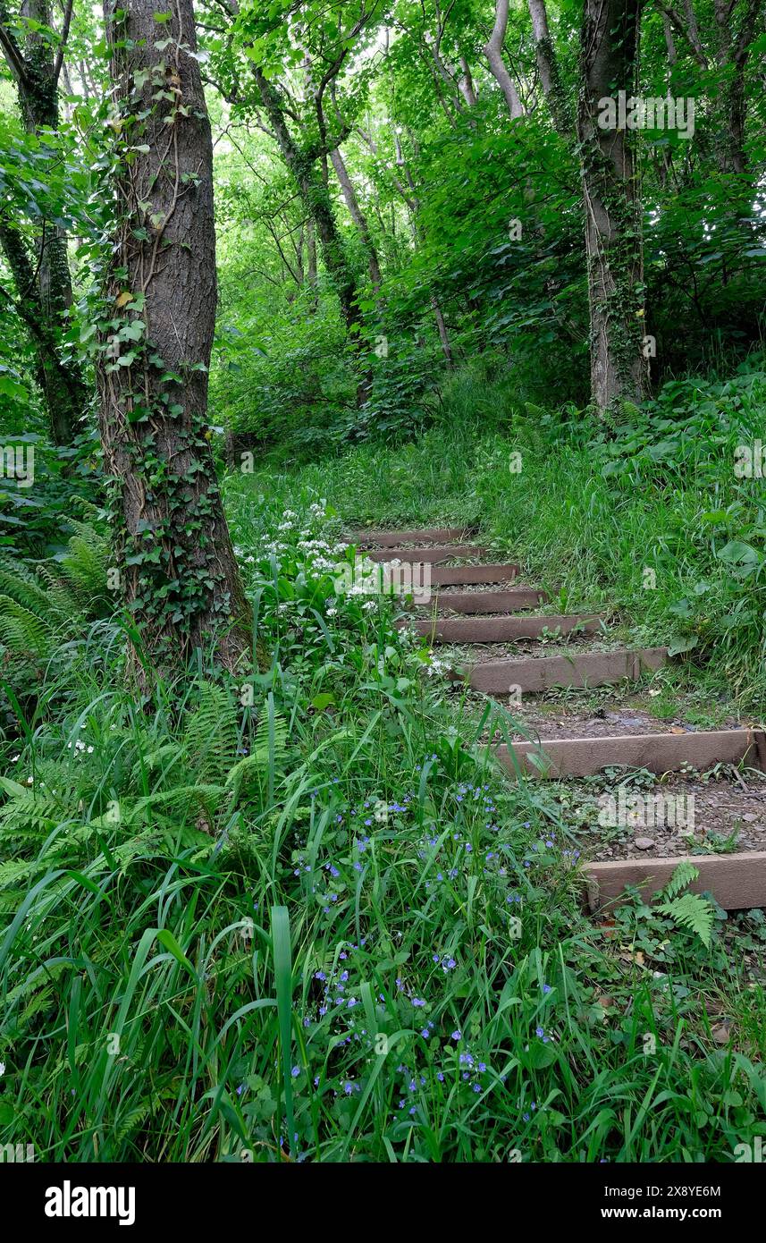 woodland steps, hartland abbey estate, north devon, england Stock Photo