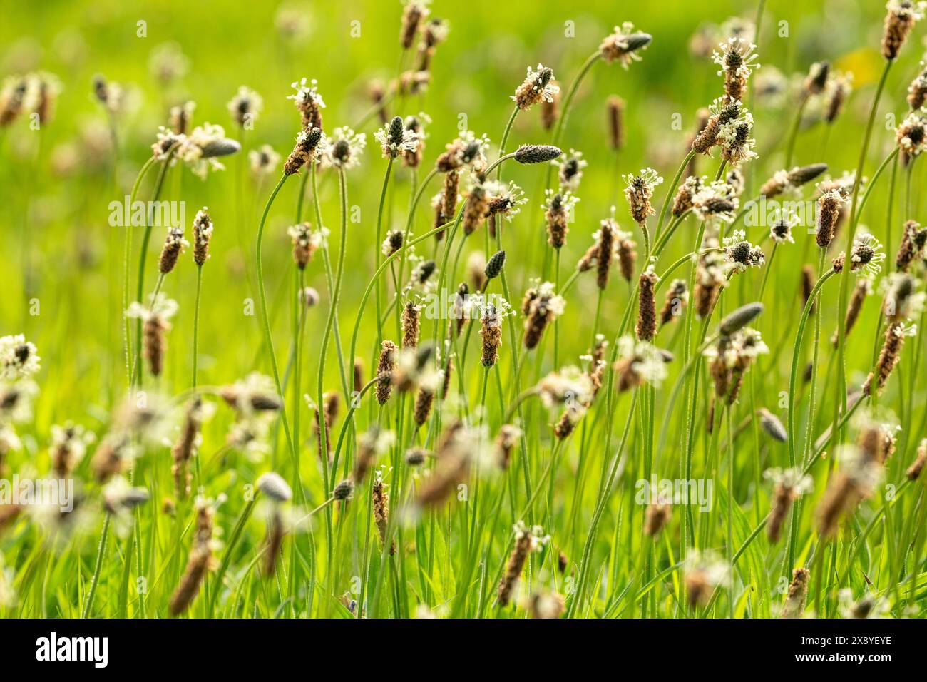 Plantago lanceolata is a common weed It is known by the common names ...