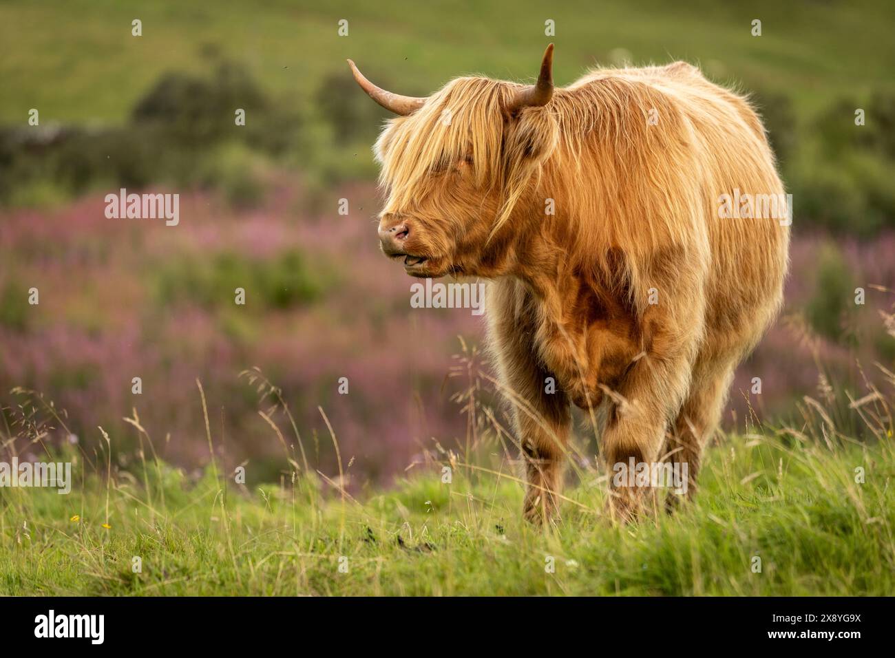 United Kingdom, Scotland, Highland, Blairgowrie and Rattray, Highland ...