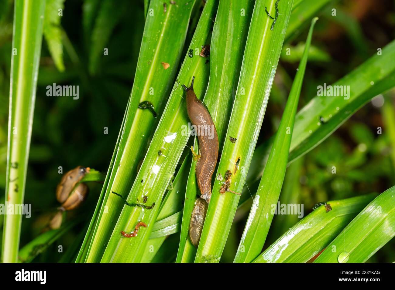 Slugs eating fresh green spring growth in a Scottish garden. Stock Photo
