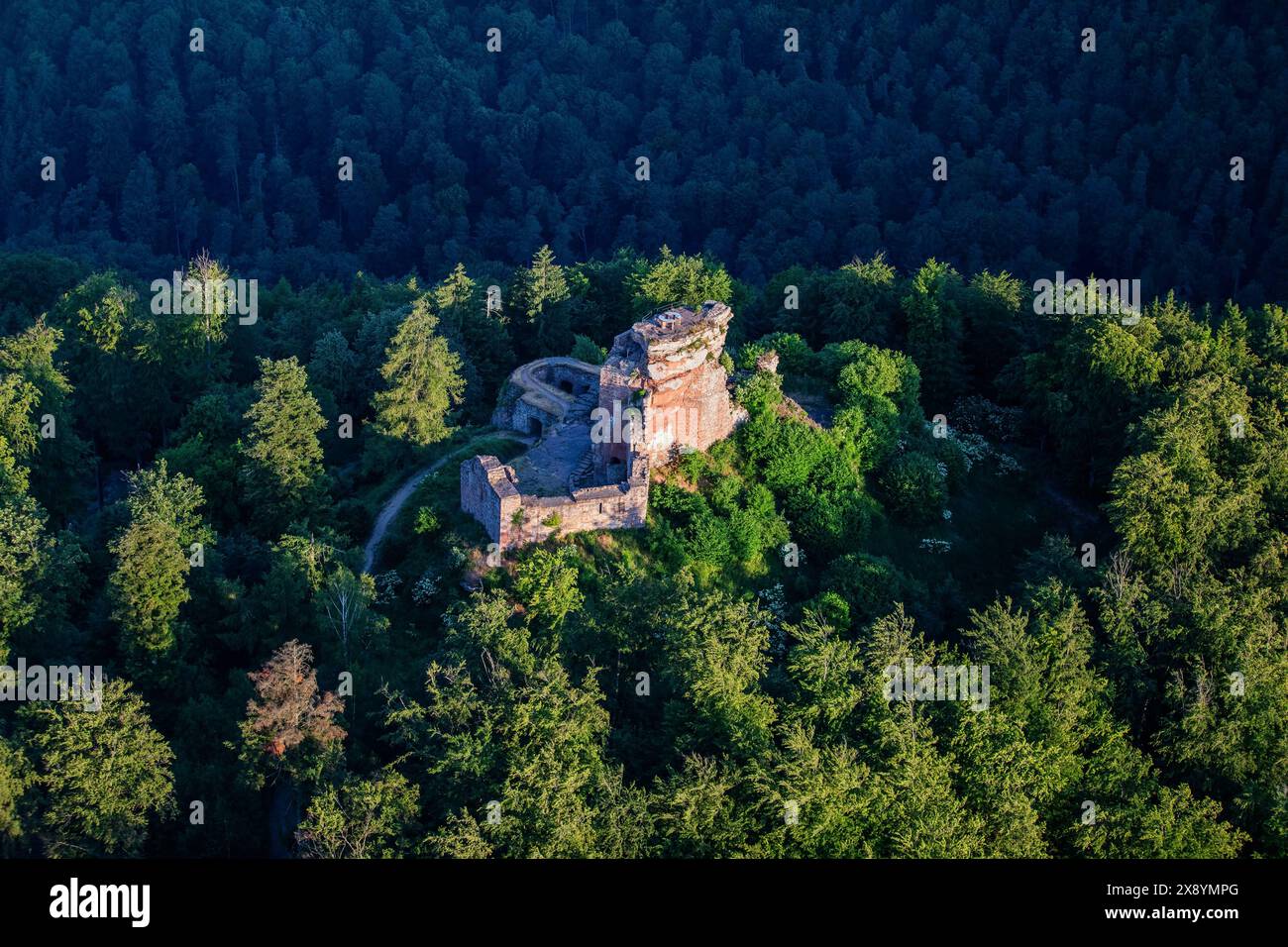 Ruine der Hohenburg im Morgenlicht, frz. Château du Hohenbourg, Felsenburg, Wasgau, Elsass, Frankreich (aerial view) Stock Photo