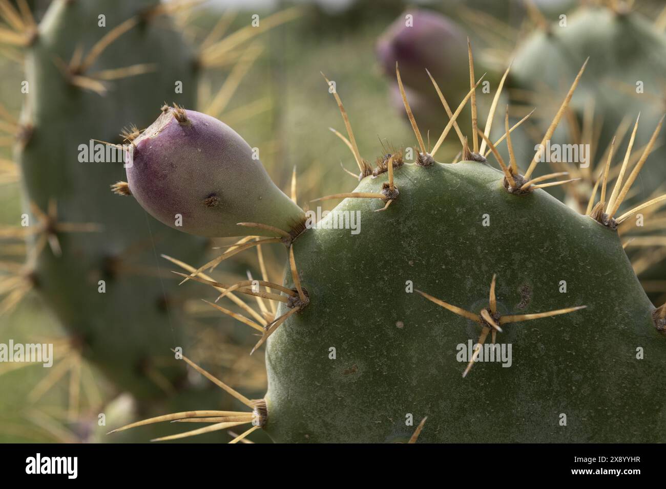 Detailed close-up of a prickly pear cactus with a purple fruit, highlighting the sharp spines and green pad. Captured in a natural environment. Stock Photo
